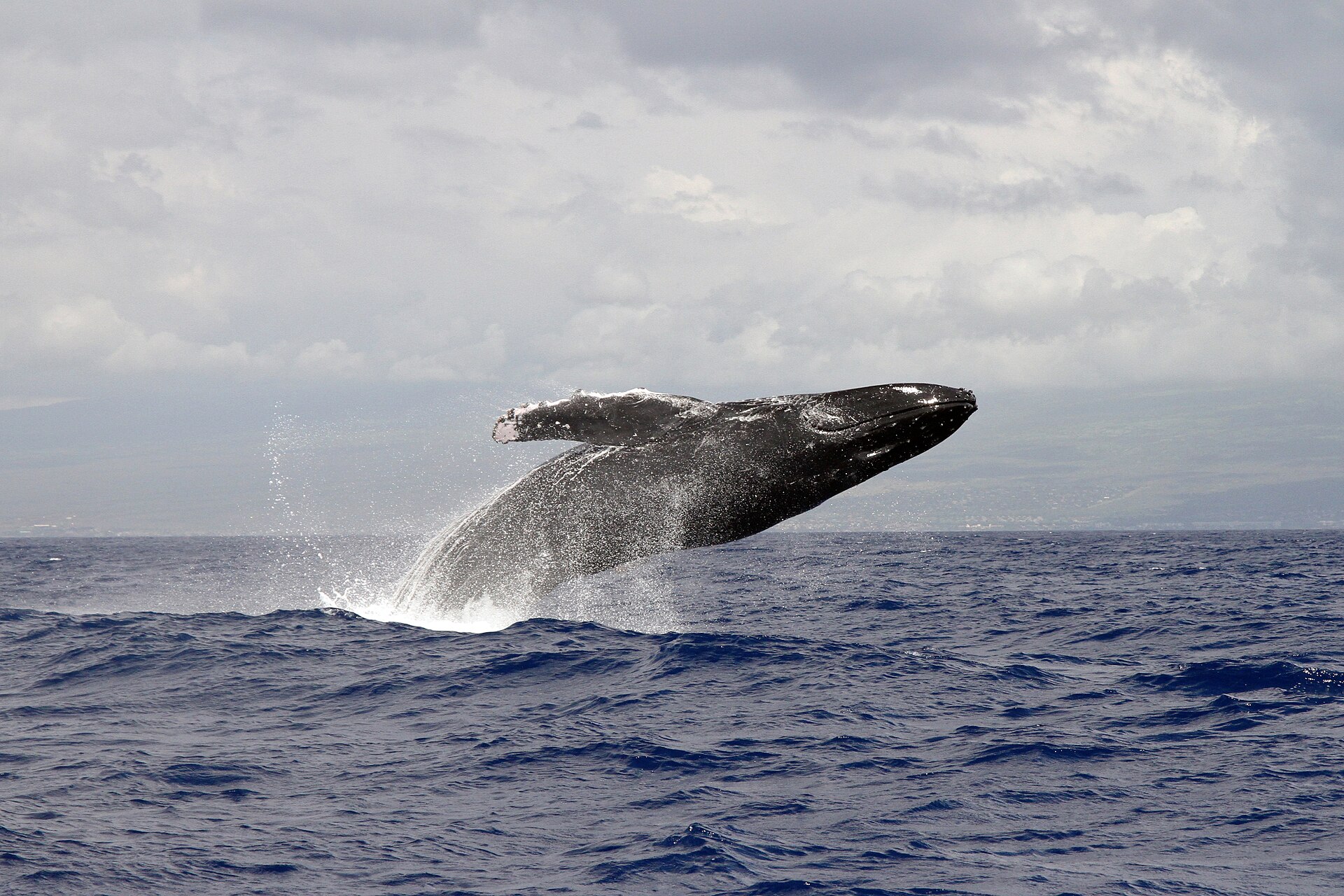 humpback whale breaching ocean